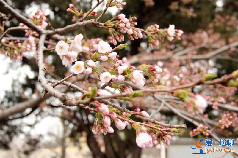 2018青岛清明节去哪玩，2018清明节去青岛哪里玩？