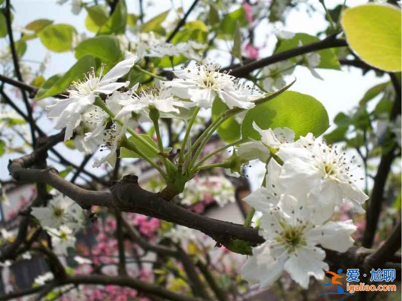 南汇桃花节什么时候开始，2017南汇桃花节时间、地点、门票？