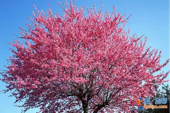 【绍兴桃花节】2017绍兴桃花节时间、地点、门票，2017绍兴桃花节？