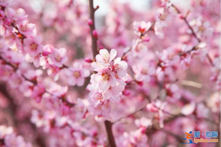 【绍兴桃花节】2017绍兴桃花节时间、地点、门票，2017绍兴桃花节？