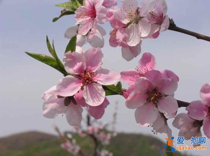 2017丹东桃花节时间、地点、门票，2017丹东桃花节攻略？