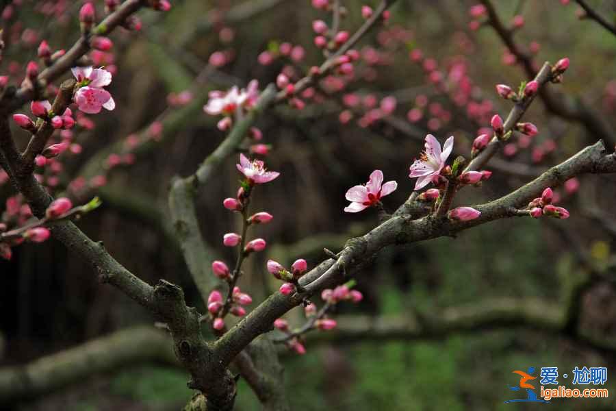 2017丹东桃花节时间、地点、门票，2017丹东桃花节攻略？