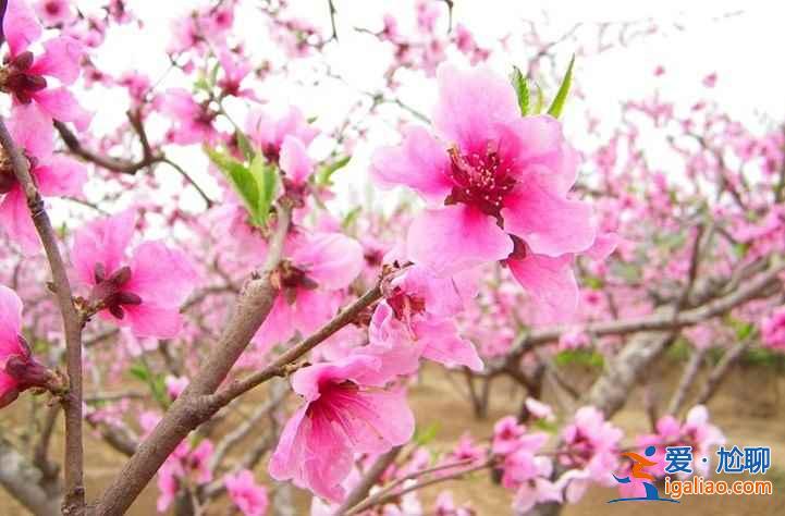 【北京桃花节】2017北京植物园桃花节时间—门票—交通信息？