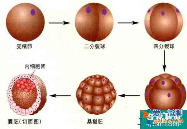 试管婴儿周期内，中途什么时候可以回国？？