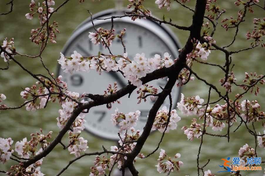 又到一年赏花时，东京赏樱名所大全？