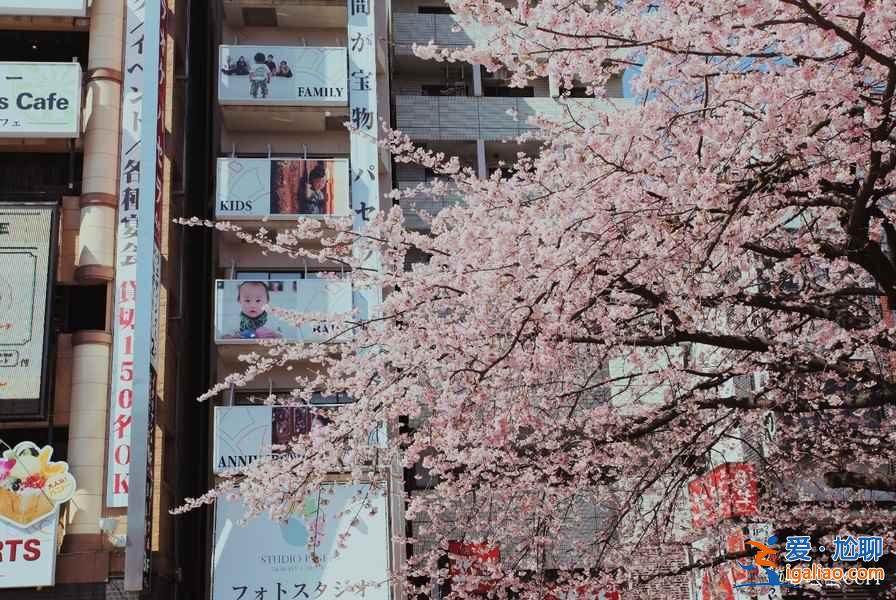 【东京哪里看樱花好】东京赏樱胜地，东京5大樱花观赏地推荐？