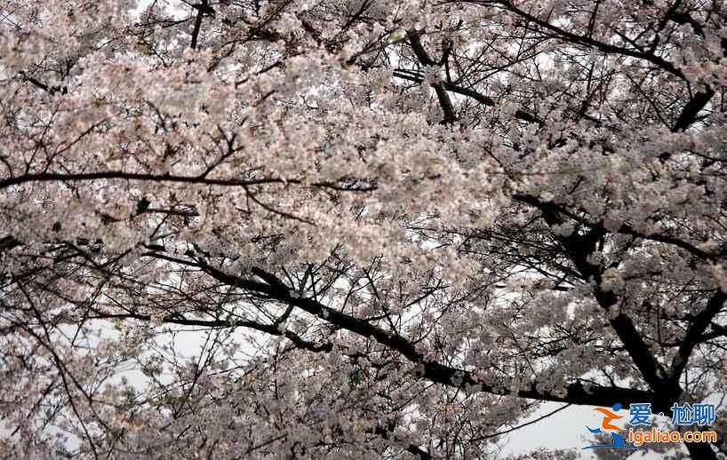 长沙植物园门票，2017长沙植物园樱花好看么？