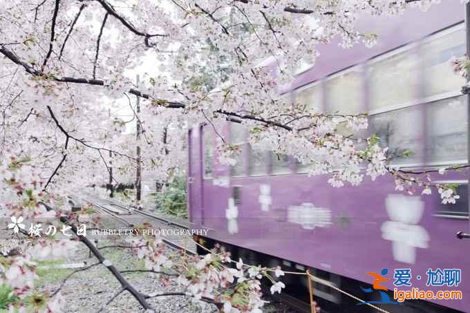 2017京都樱花什么时候开，京都赏樱花人少的地方？