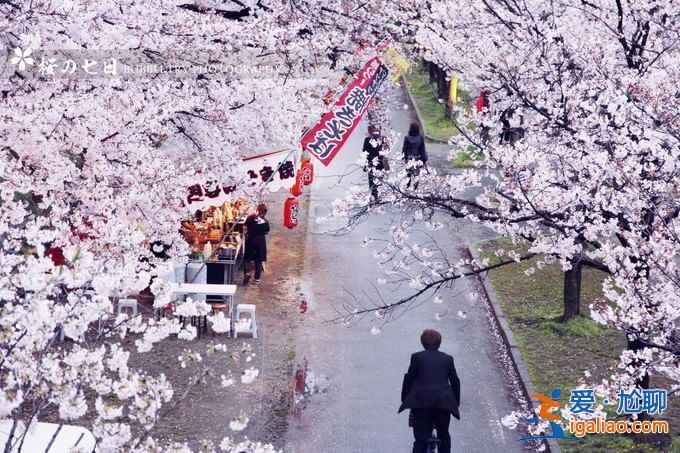 2017京都樱花什么时候开，京都赏樱花人少的地方？