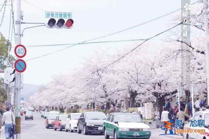 2017京都樱花什么时候开，京都赏樱花人少的地方？