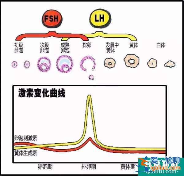 试管激素六项的检查项目和临床意义是什么？？