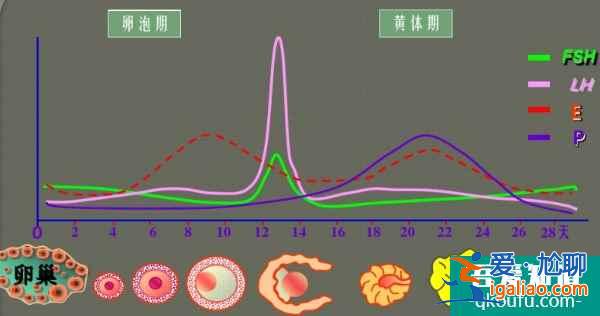 试管激素六项的检查项目和临床意义是什么？？