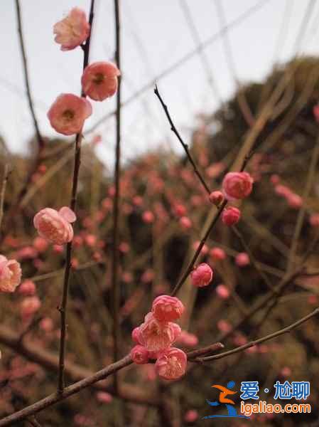 无锡赏花时间表，从春美到冬？