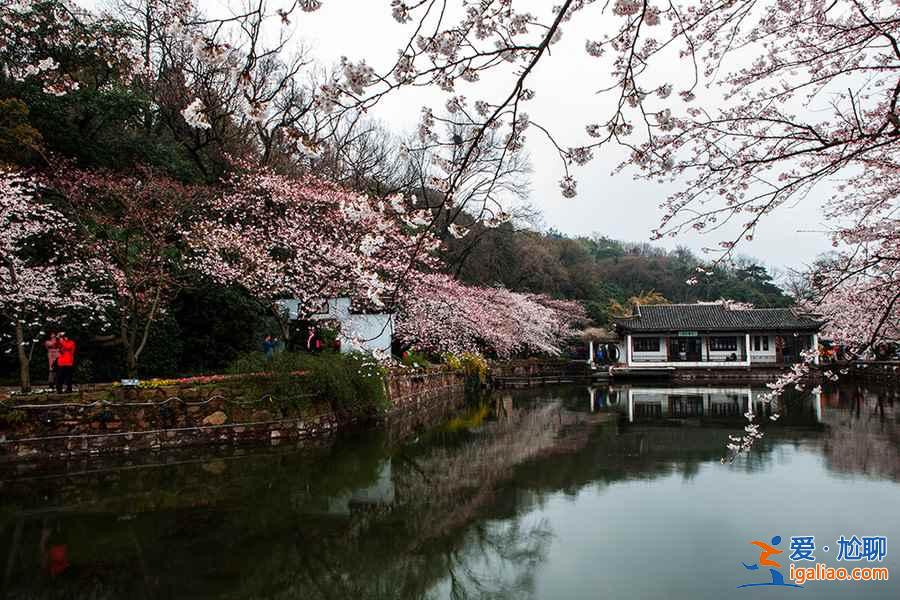 何必去日本，国内7大赏樱花地等你来！？