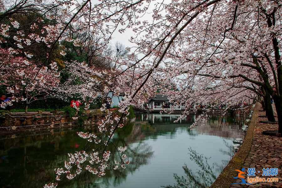 何必去日本，国内7大赏樱花地等你来！？