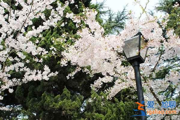 何必去日本，国内7大赏樱花地等你来！？