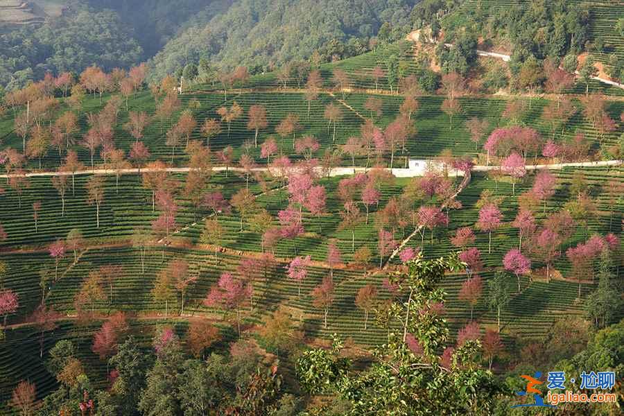 何必去日本，国内7大赏樱花地等你来！？