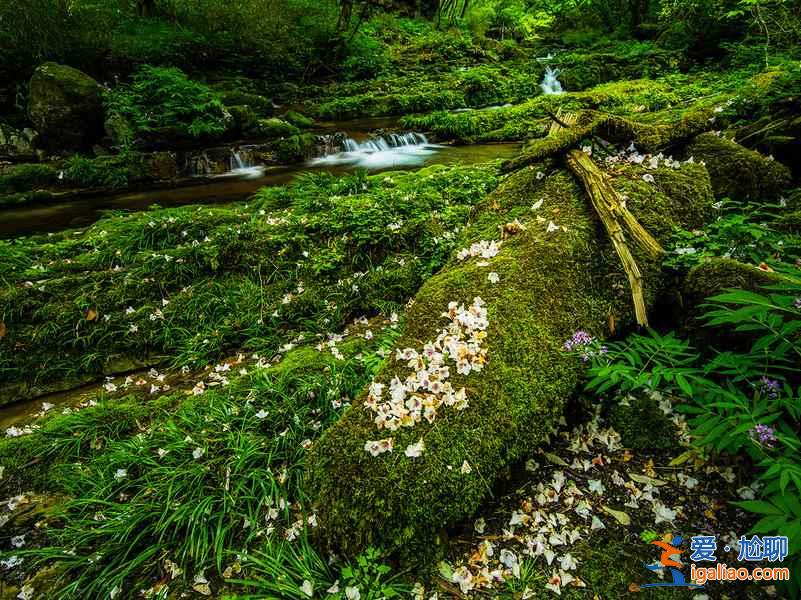 【光雾山杜鹃花节】2017光雾山杜鹃花时间—地点—门票—活动详情？