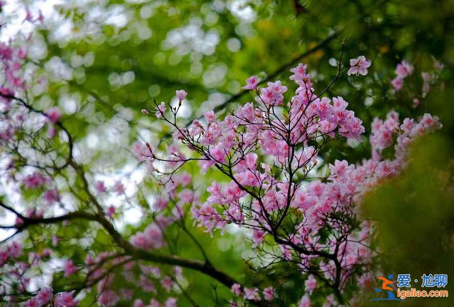 【光雾山杜鹃花节】2017光雾山杜鹃花时间—地点—门票—活动详情？