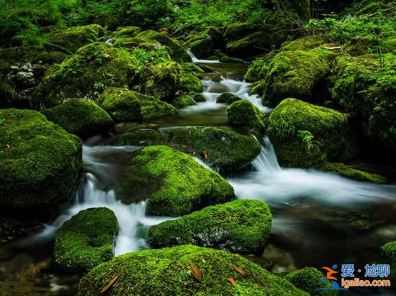 【光雾山杜鹃花节】2017光雾山杜鹃花时间—地点—门票—活动详情？