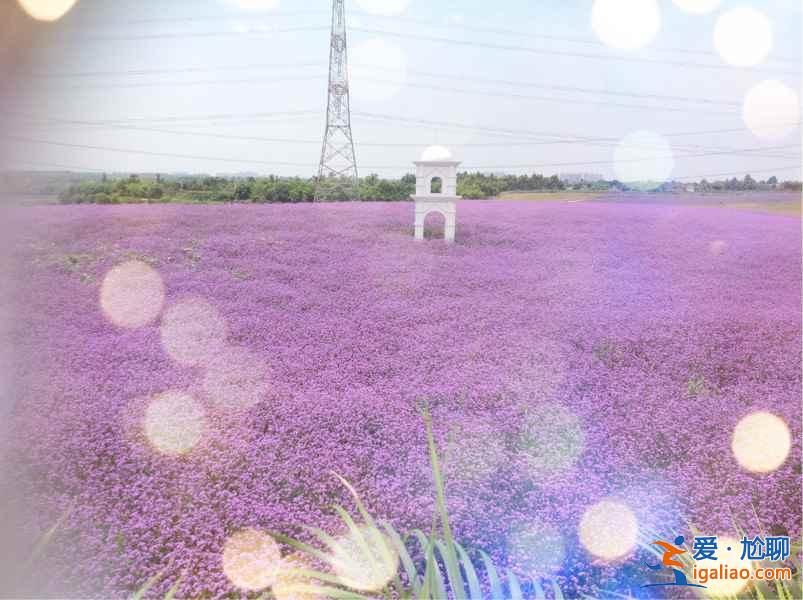 2018仙居薰衣草什么时候开，一起去仙居看薰衣草？