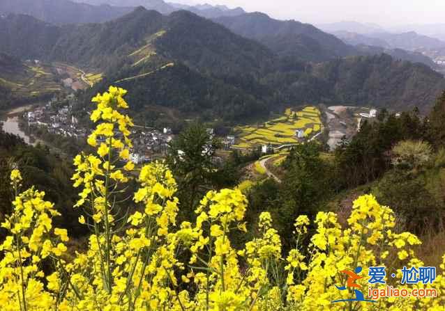 2017石潭油菜花什么时候开，2017石潭油菜花赏花攻略？