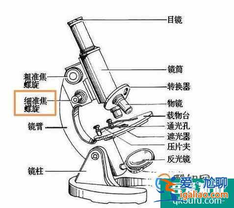 使用显微镜的五个基本步骤？