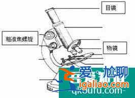 使用显微镜的五个基本步骤？