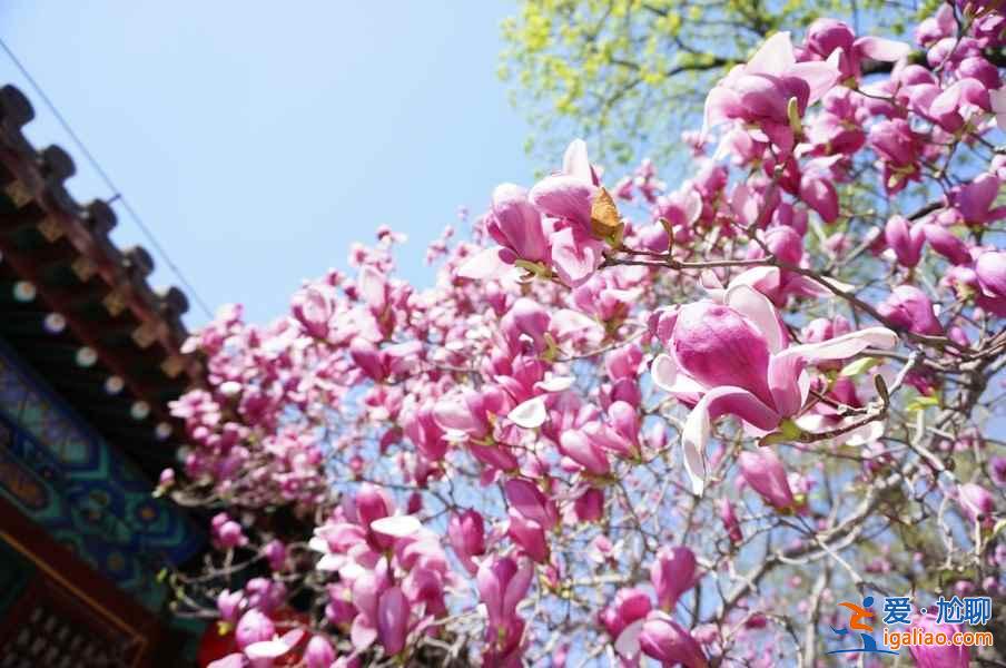 去“花花世界”撒欢，北京周边赏花好去处！？