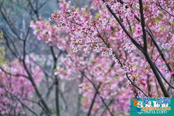 2021湖南省植物园最新临时闭园通知？