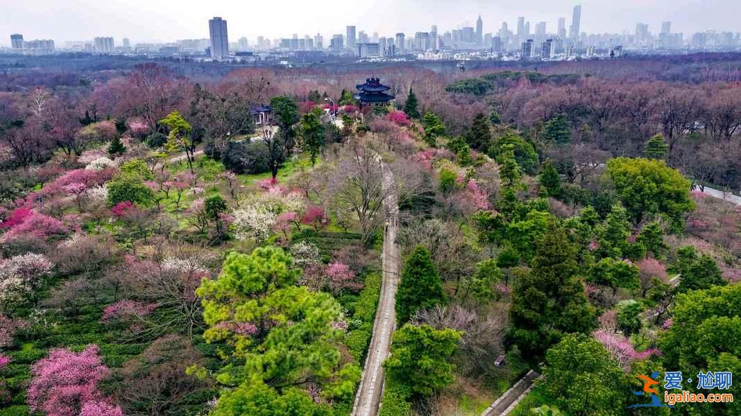 【南京梅花节】2019南京国际梅花节攻略，2019南京国际梅花节活动详情？