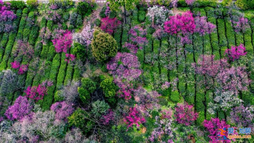 【南京梅花节】2019南京国际梅花节攻略，2019南京国际梅花节活动详情？