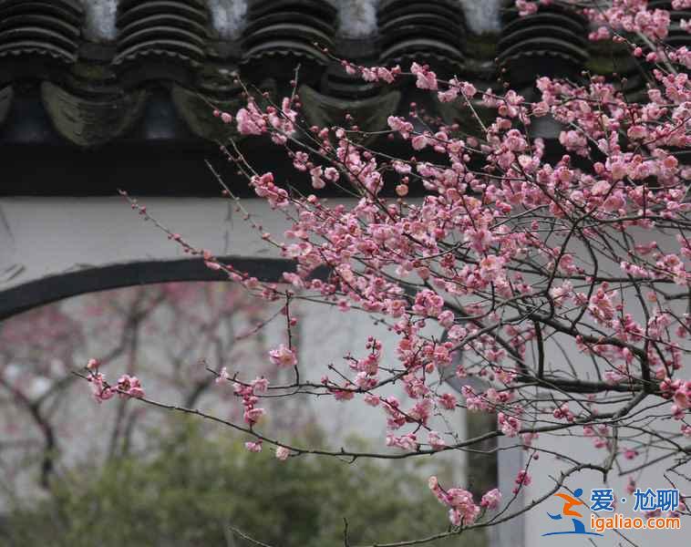 【南京梅花节】2019南京国际梅花节攻略，2019南京国际梅花节活动详情？