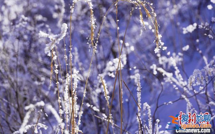 今日大雪丨仲冬之月 顺意平安？