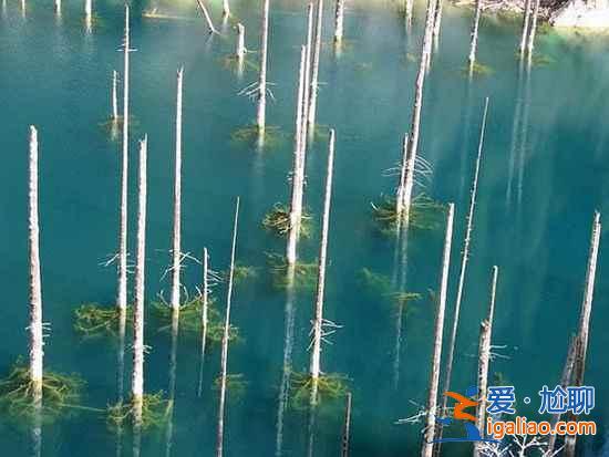 【卡因德湖美景】揭秘卡因德湖底森林奇观？