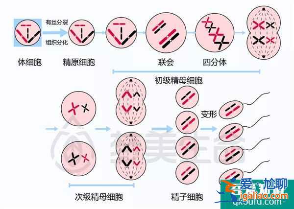 陈小春52岁官宣获二胎 试管专家送上生育“秘籍”？