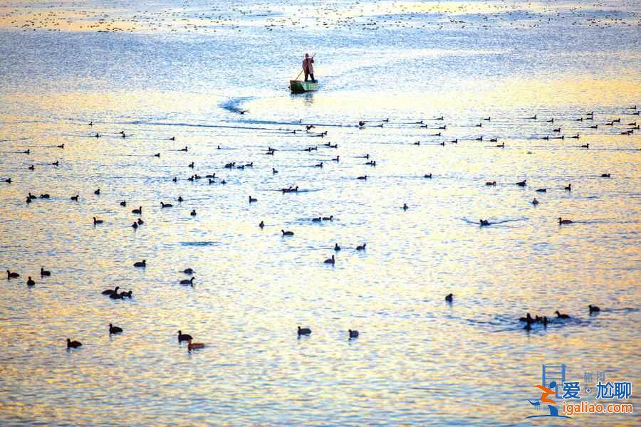 丽江拉市海春日风光，胜过泸沽湖，美过涠洲岛！！？