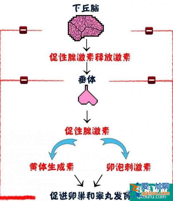 详解：试管婴儿前服用避孕药的意义？