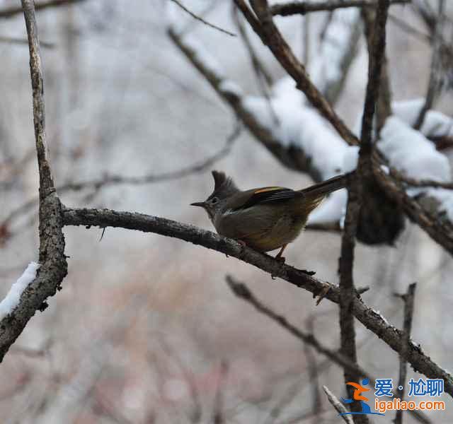 九寨沟雪景什么时间去,九寨沟什么时候下雪？