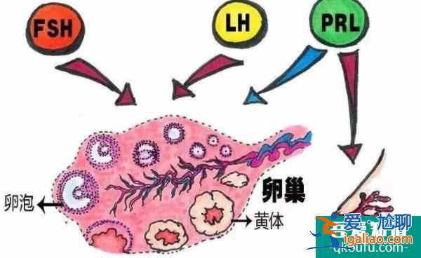 试管婴儿答疑会：详解检测激素六项的重要意义？