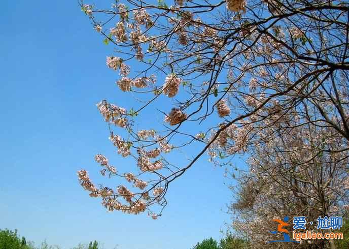 上海去哪里看枫叶，上海秋天枫叶观赏地推荐？