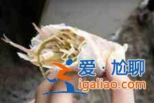 春卷的做法？