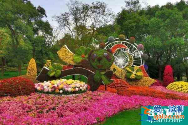 2021上海菊花展名菊归家活动预约指南及领取时间？