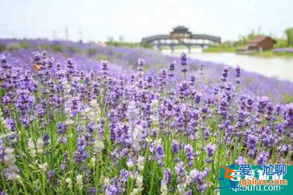 南京侯冲河岸花海11月22日临时闭园通知？