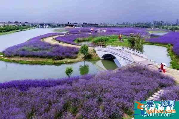 南京侯冲景区河岸花海门票价格及交通指南？