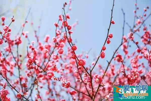 长沙赏梅花的地方汇总？