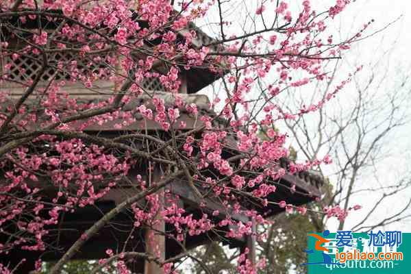 杭州超山梅花节门票多少钱？