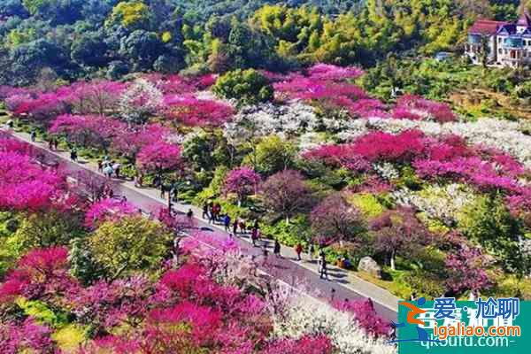 2022杭州超山梅花节开幕时间及亮点一览？