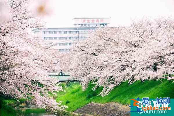 关西樱花观赏地点推荐？