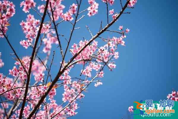 2022青岛樱花什么时候开花 青岛樱花在哪里看？